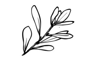 Scottish Bog Myrtle